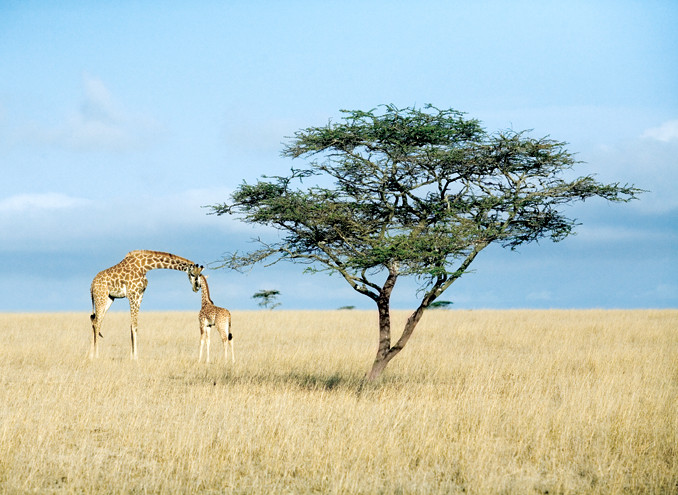 Dit kun je tijdens een voetsafari zelf meemaken in de Serengeti in Tanzania. Foto: Louise ten Have