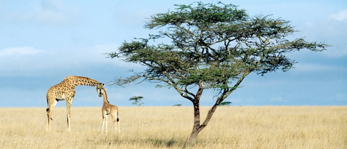 Op voetsafari door de Serengeti image
