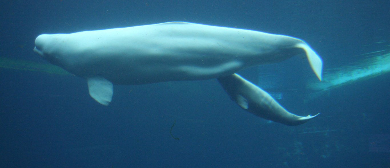 Video: duiker komt heel dichtbij walvis met kalf image