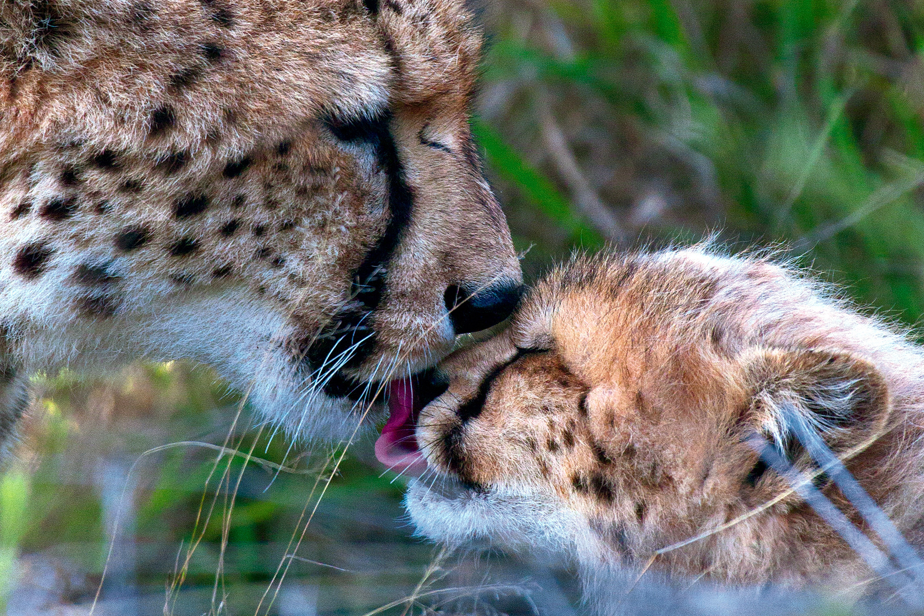 Cheetamoeder en haar jong in privéwildreservaat Samara in Zuid-Afrika. Foto: Louise ten Have / Columbus Travel