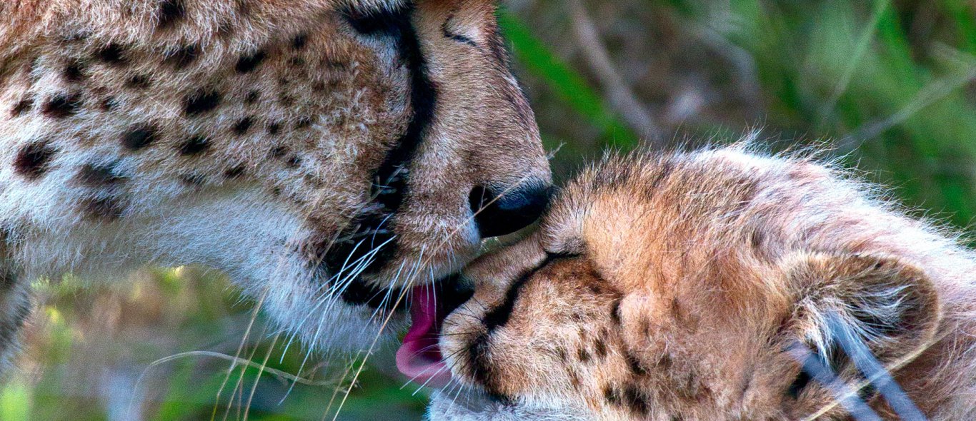 De cheeta's zijn terug in Zuid-Afrika image