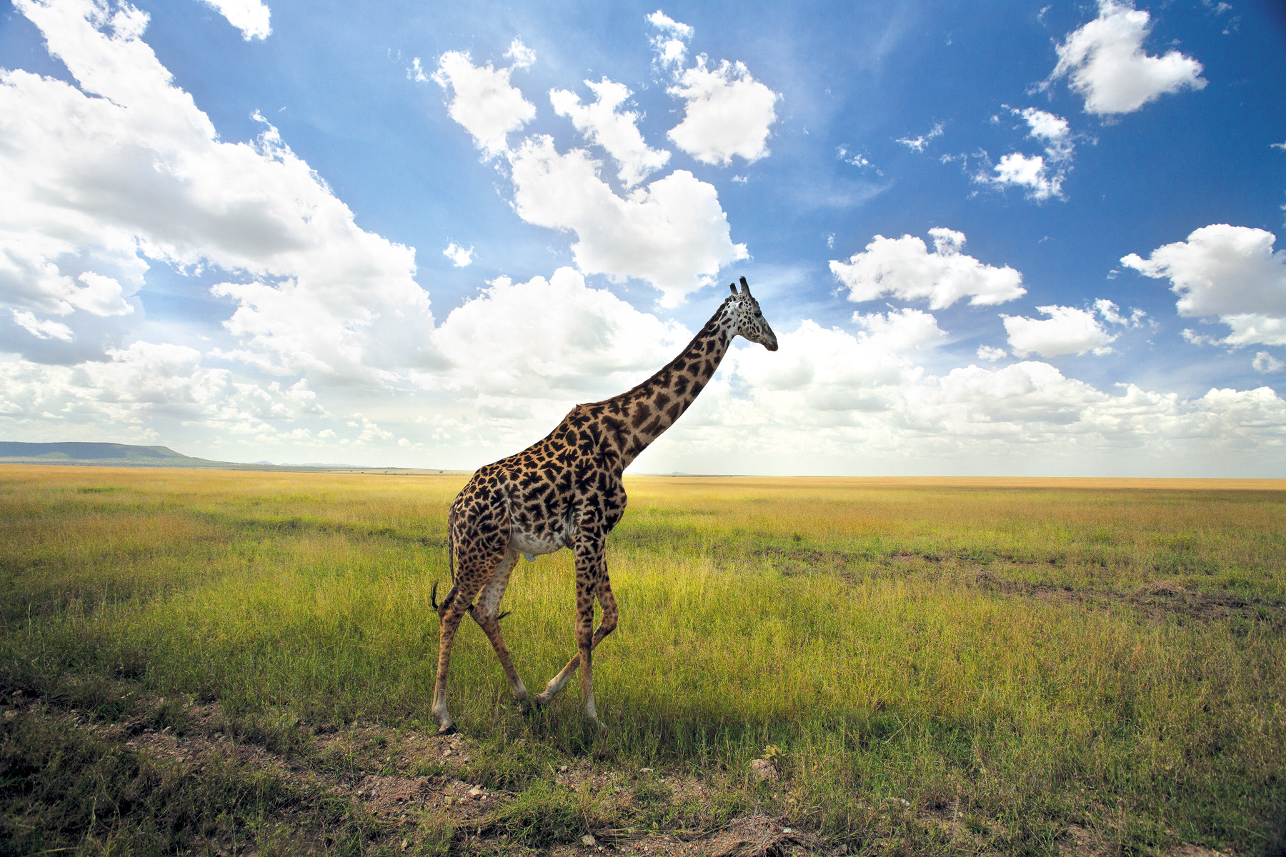 Giraffe in de Serengeti. Foto: Louise ten Have