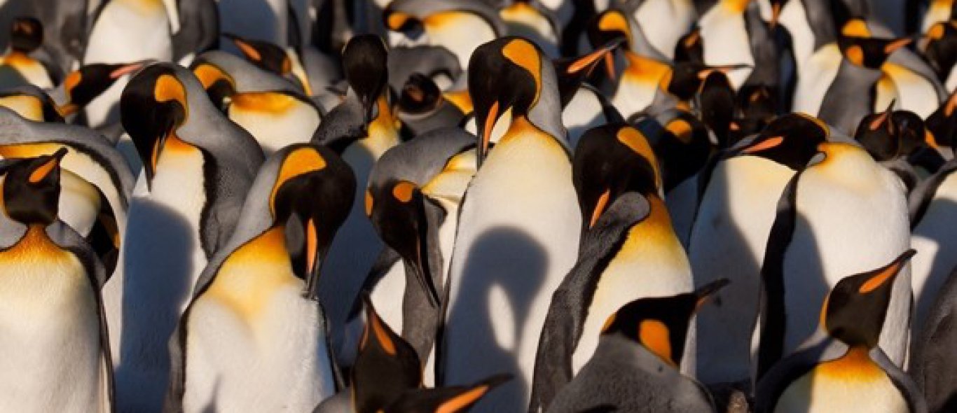 Blog van de week: een bijzondere dag in Antarctica image