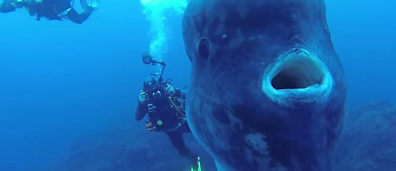 Video: bizar grote maanvis vastgelegd op camera image