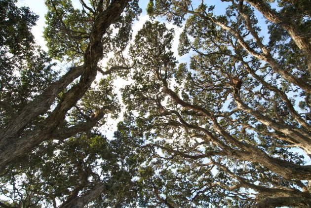 Pohutukawa