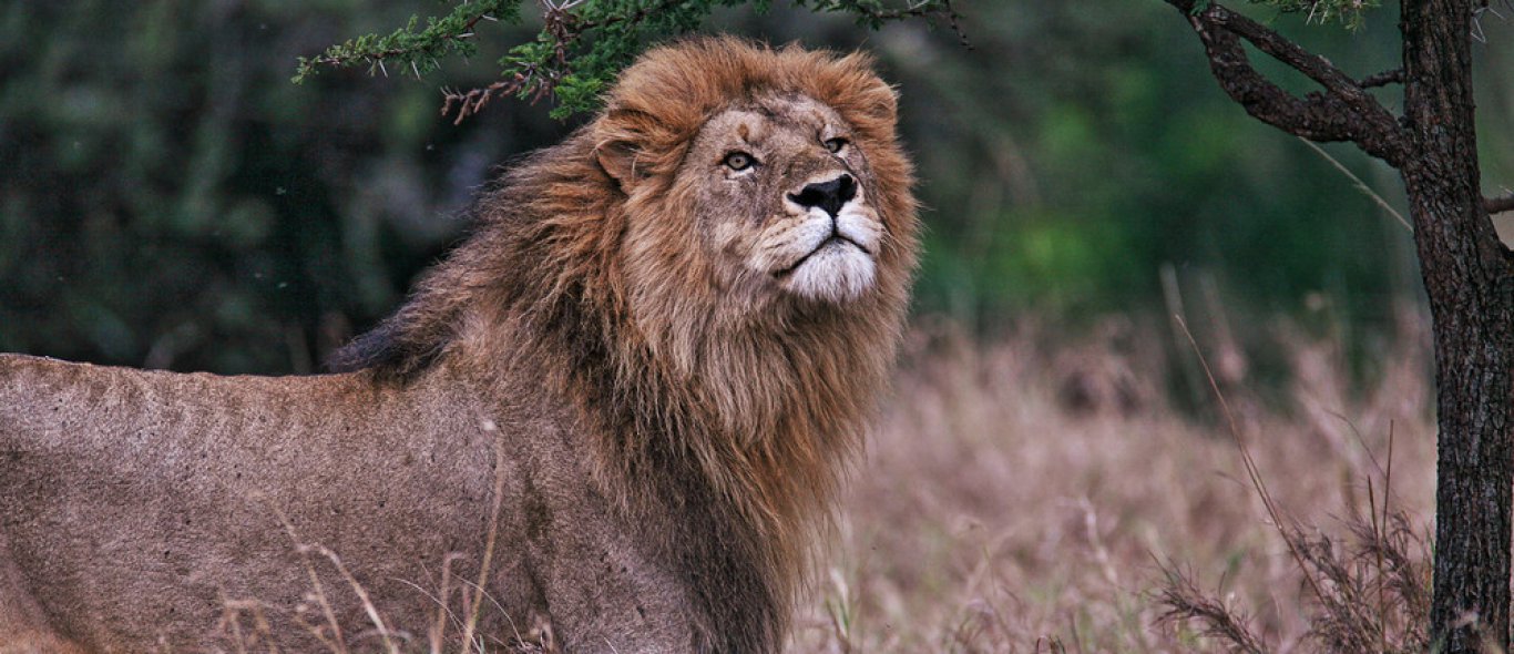 Spectaculair: wildlife gevecht voor de ogen van toeristen image
