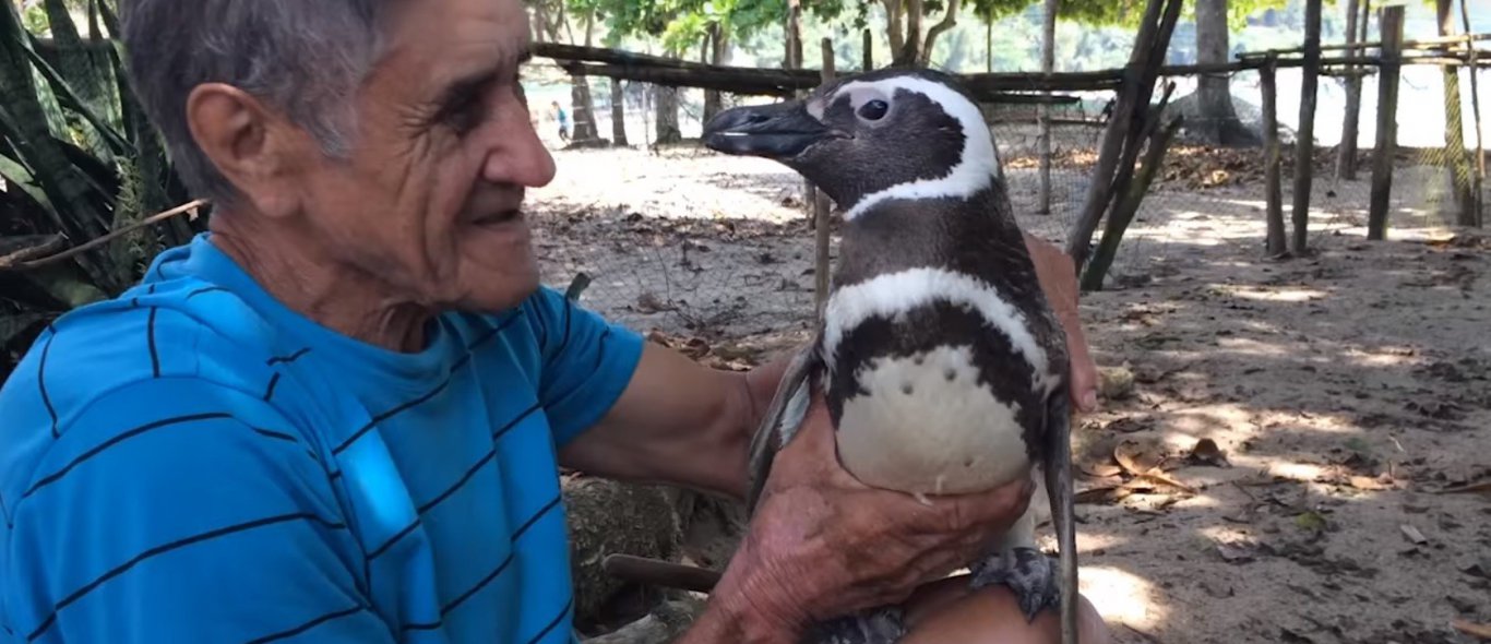 Prachtig: pinguïn bezoekt zijn redder elk jaar image