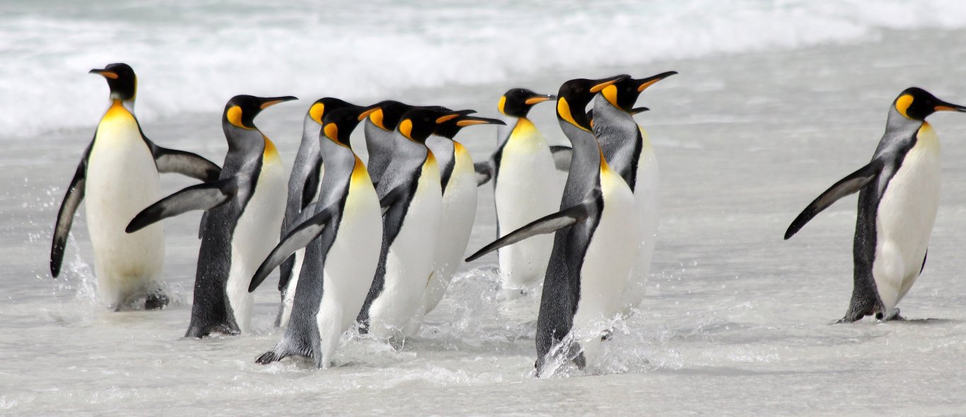 Hilarisch: pinguïns hebben de touwtjes niet in handen image
