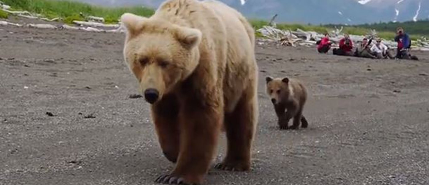 Wow: toeristen komen wel heel dichtbij deze wilde beer image