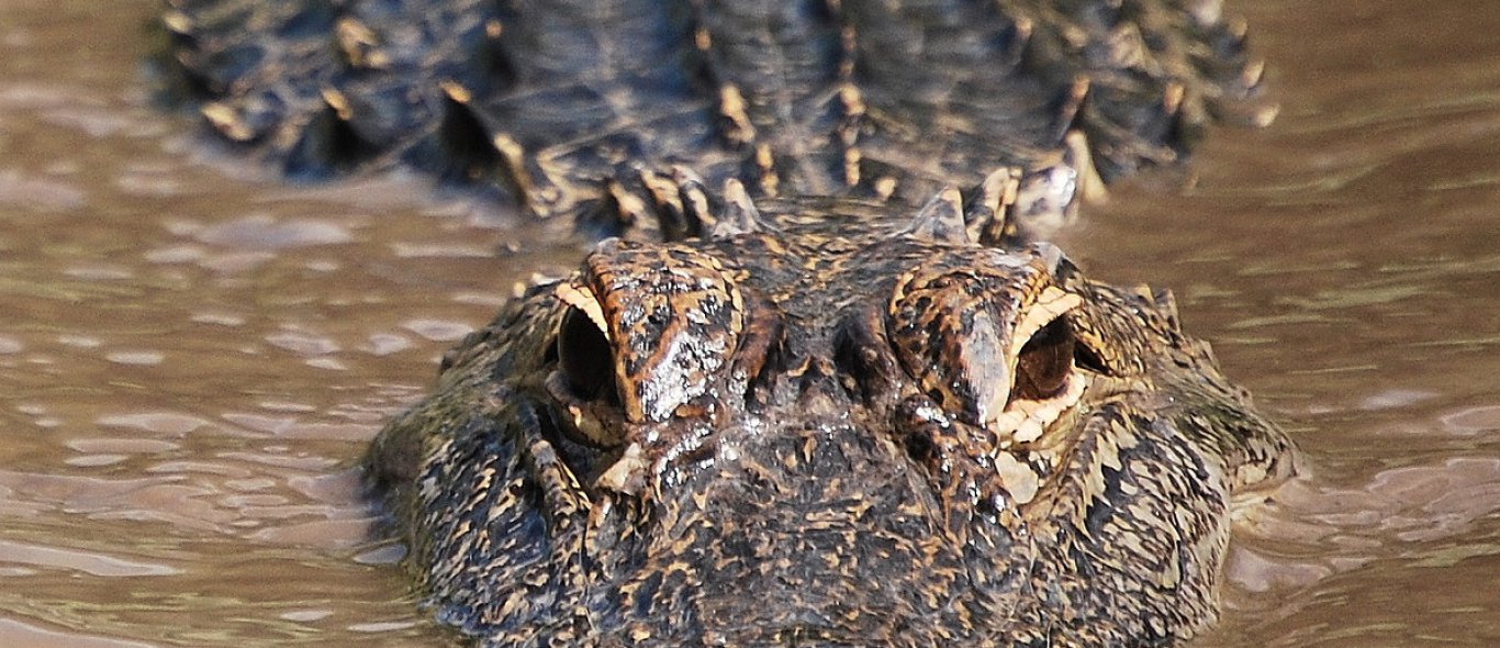 Gigantische alligator golft een potje mee image