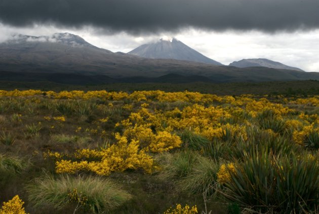 Grizzly Volcanoes