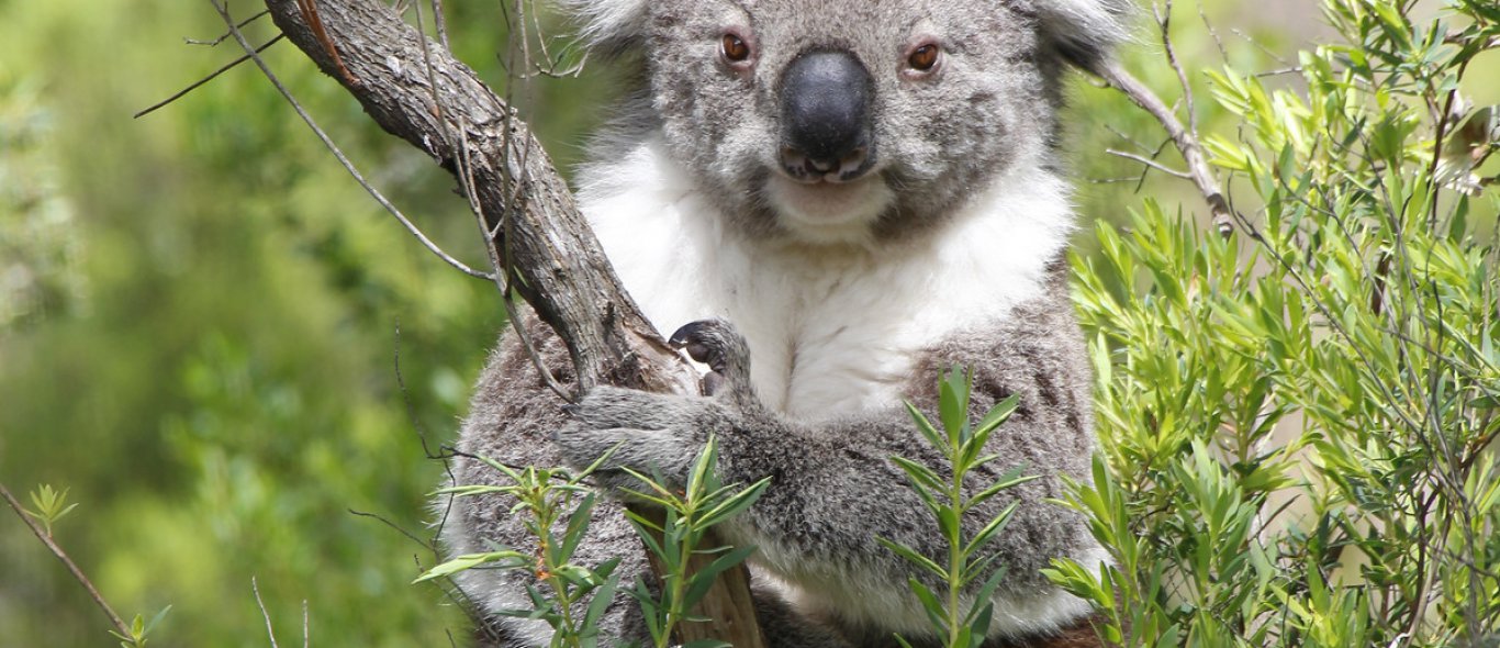 Een ongewone vriendschap in een Australisch wildlifepark image