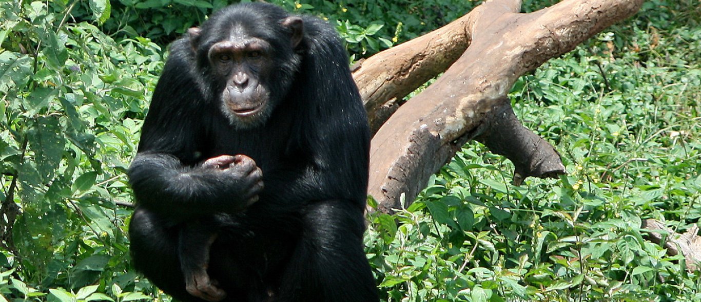 Ontroerend! Chimpansee is redder dankbaar image