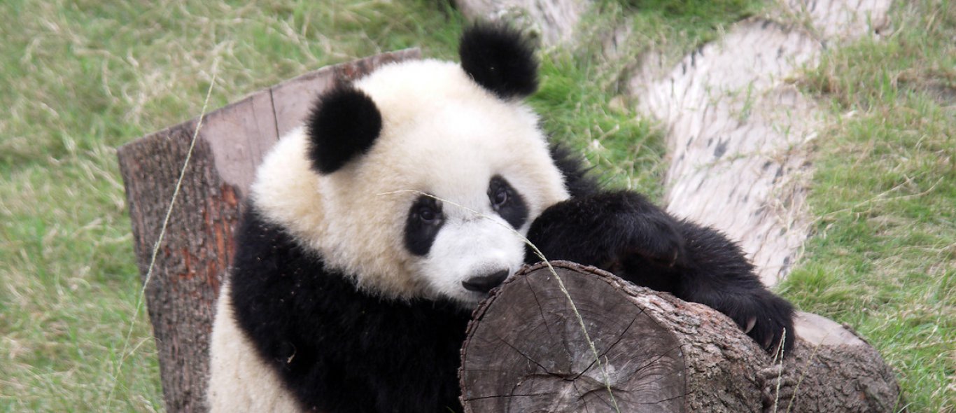 Panda-gekte: Chinese panda’s eindelijk in Nederland! image