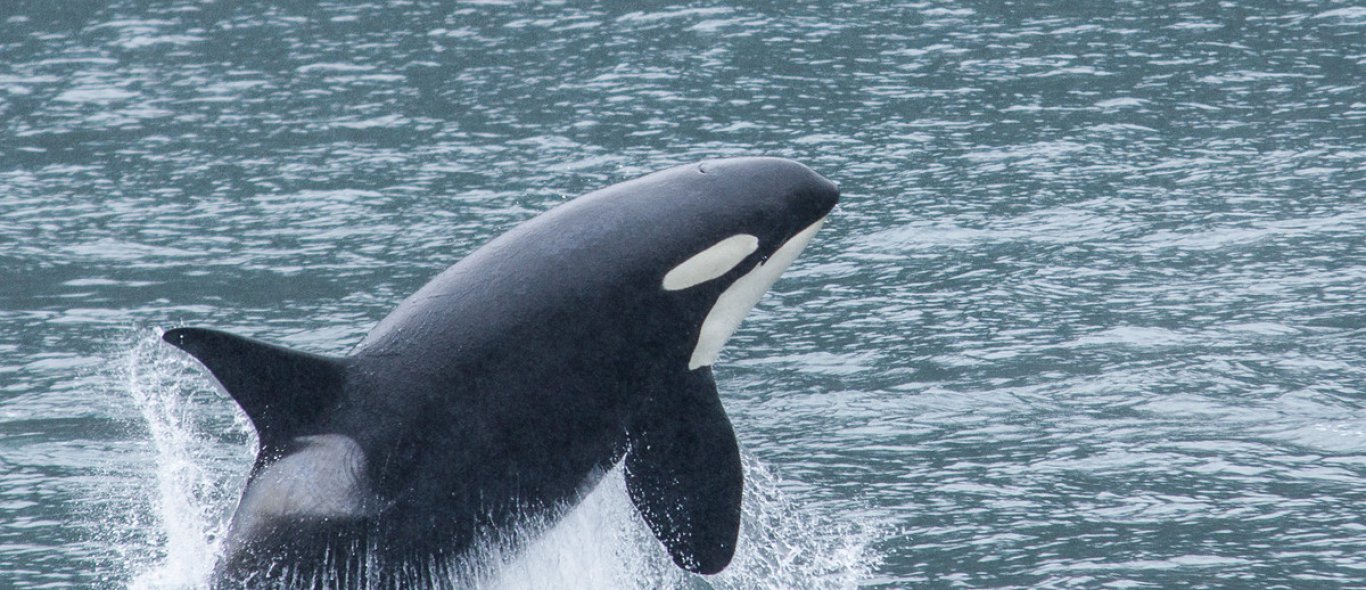 Duiker riskeert leven om met orka's te zwemmen image