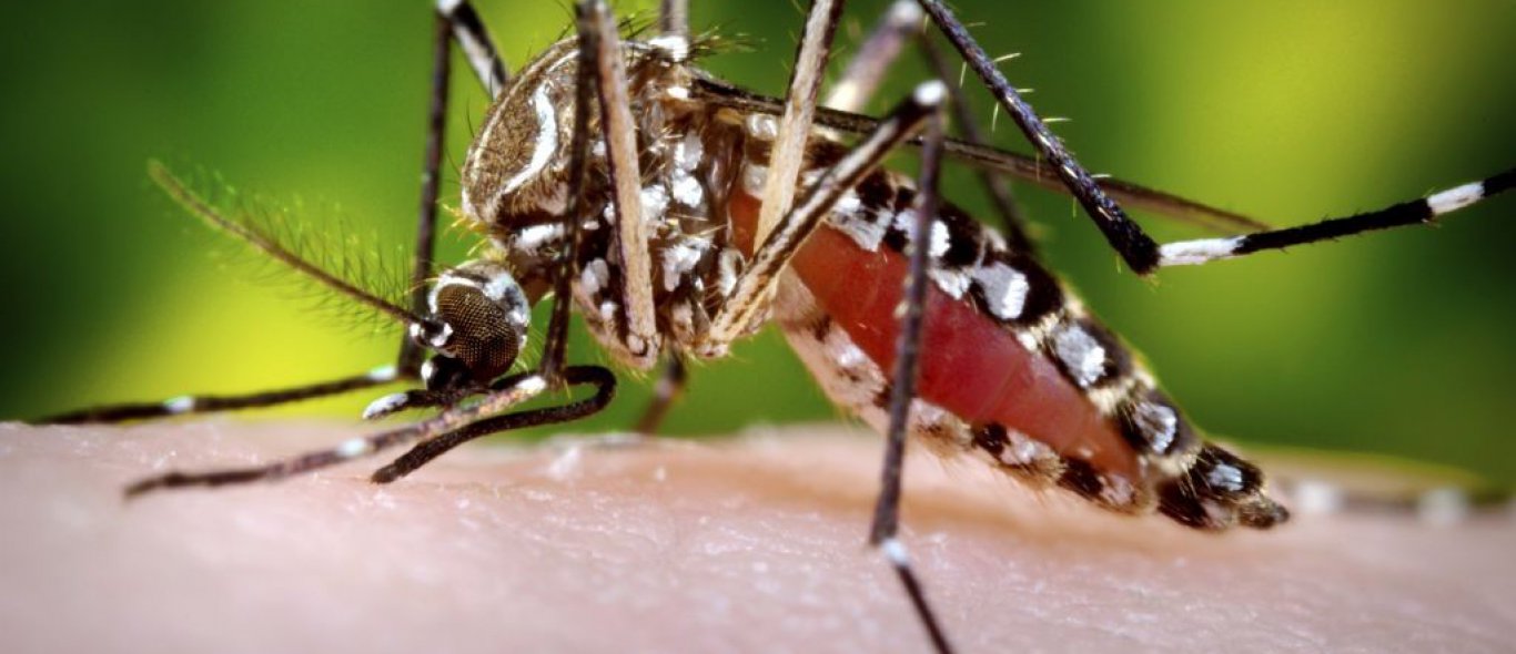 Waarom muggen juist jóú moeten hebben op reis image