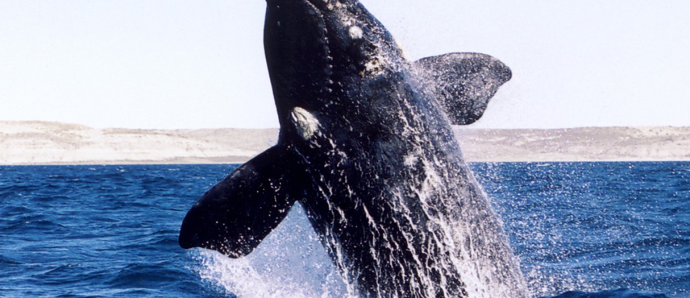 Unieke beelden: walvis brengt bezoekje aan haven image