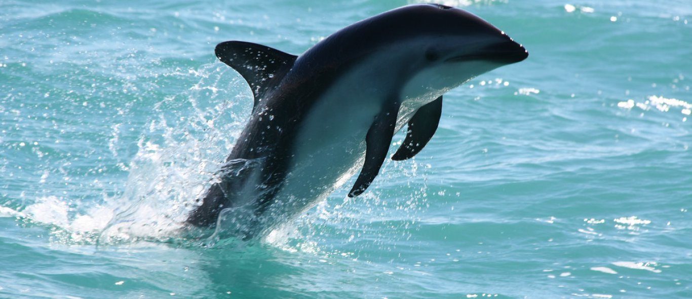 Dolfijntje sterft door toeristen. Leren ze het dan nooit? image