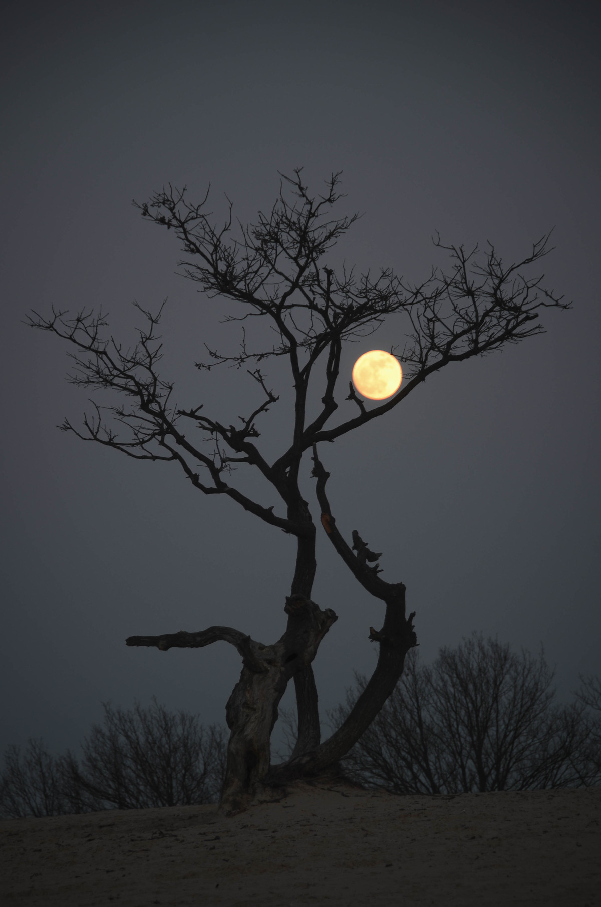 Луна и дерево