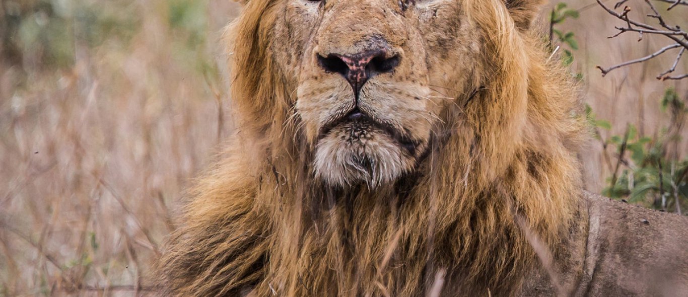 Amerikaanse wereldster redt de leeuw in Malawi image