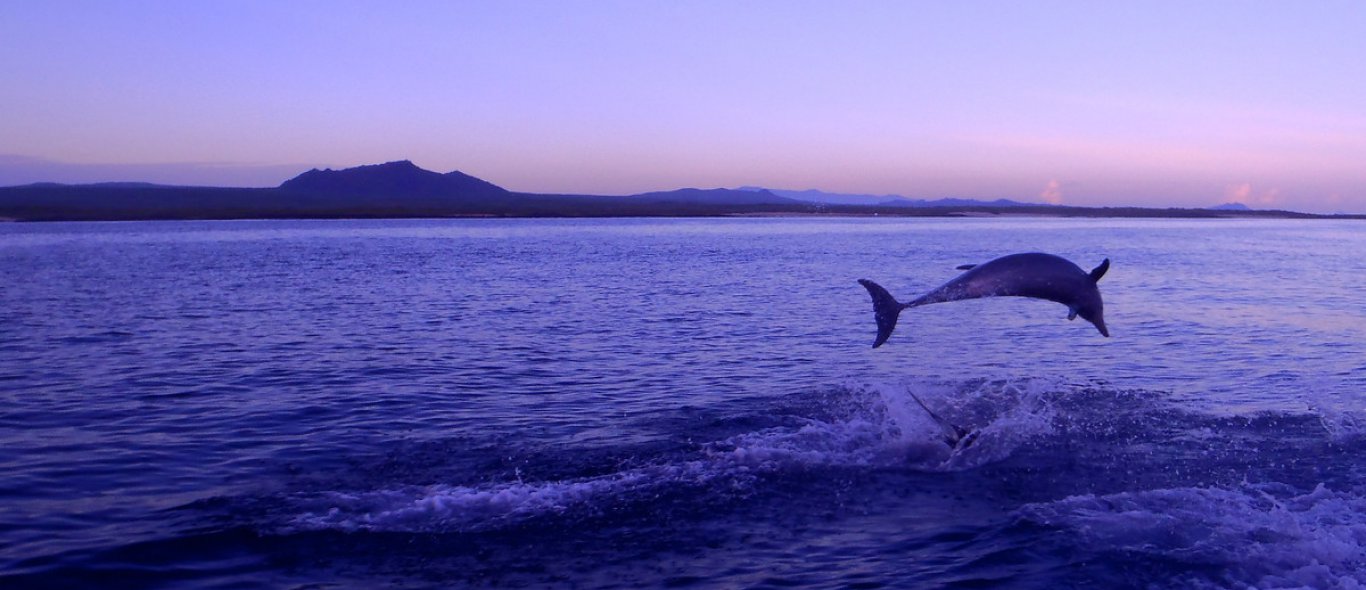 Hoe reageer jij als er een dolfijn op je schoot springt? image