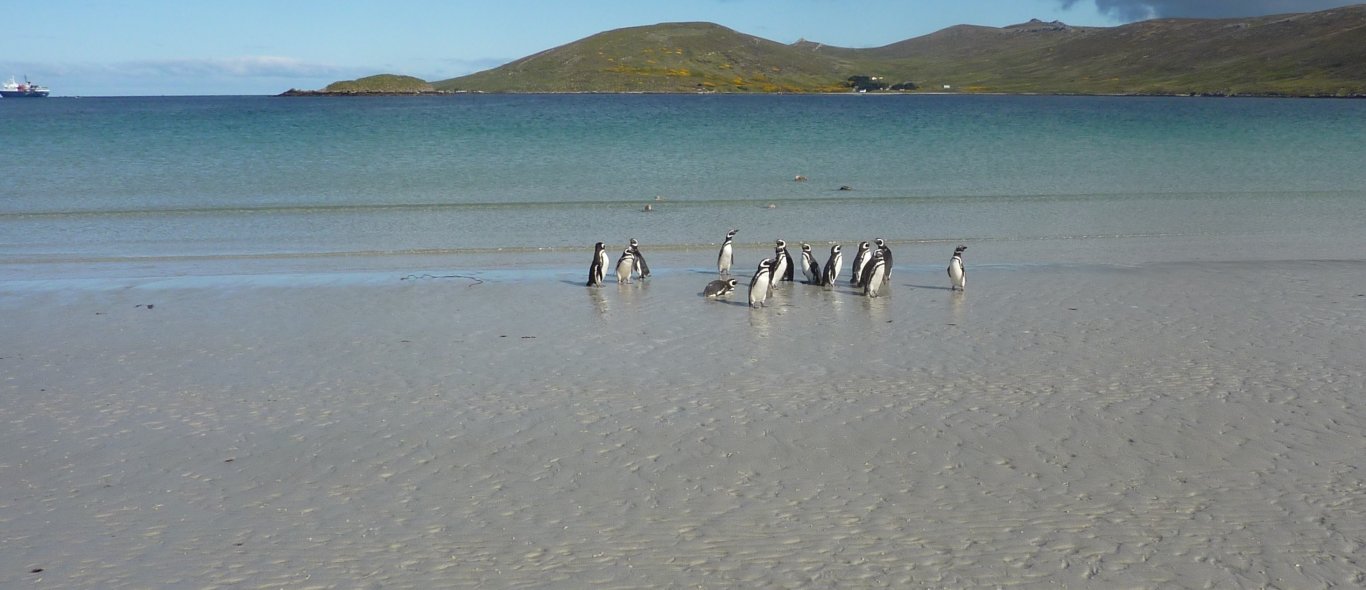 Falkland eilanden image