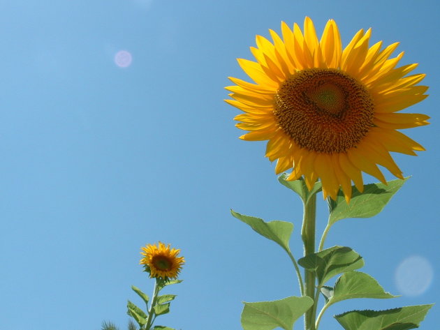 Zonnebloemen