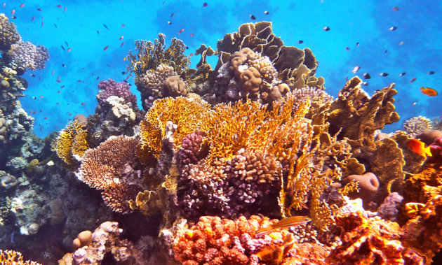De kleurrijke onderwaterwereld van Egypte