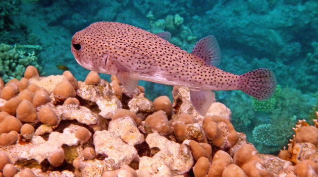 De puffervis tussen het koraal