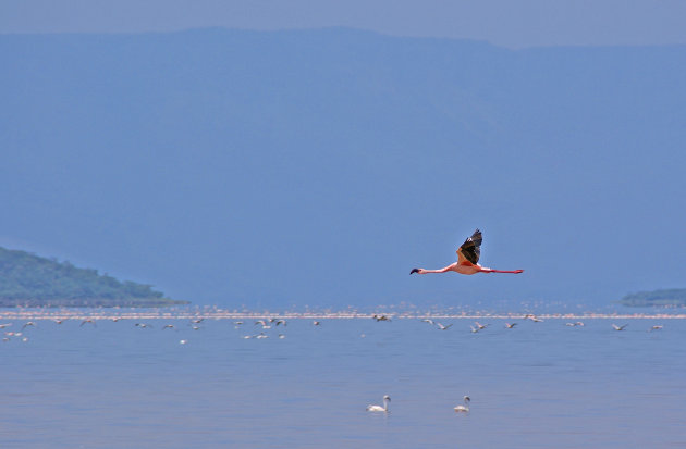 Flamingo bij Lake Bogoria