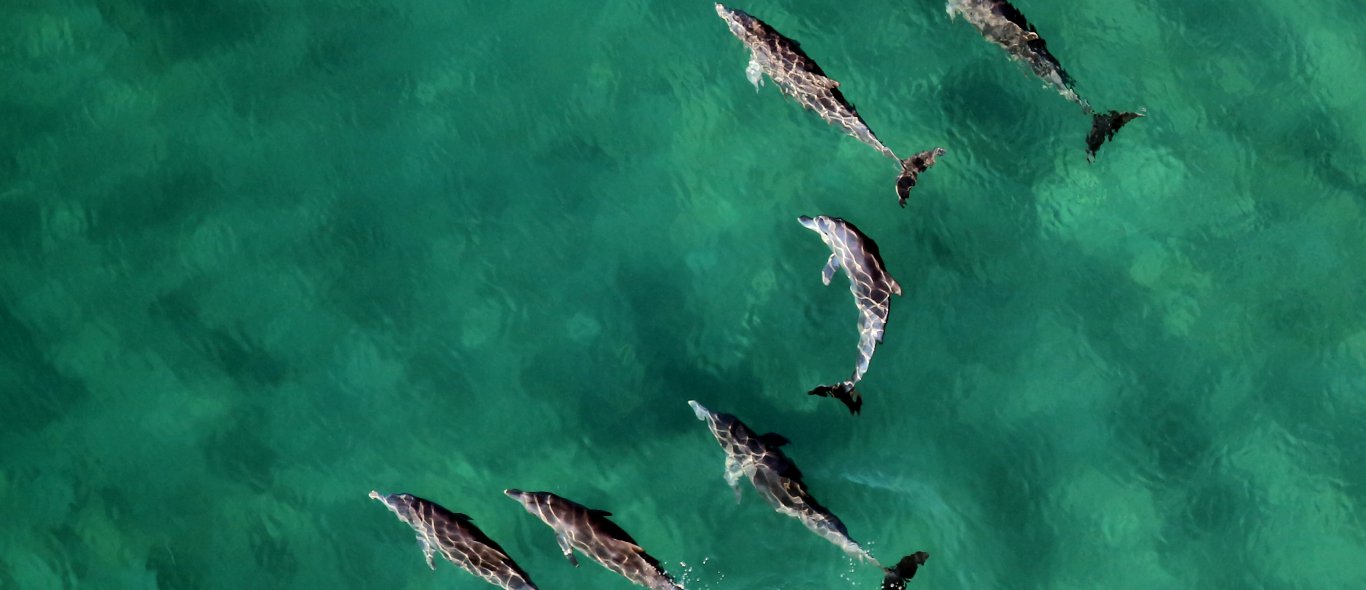 Dol-FIJN filmpje: omringd zijn door 100 dolfijnen image