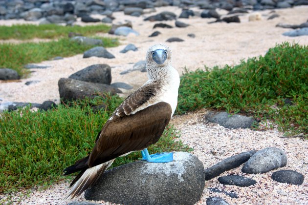 Bluefooted boobies spotten op de Galapagos eilanden