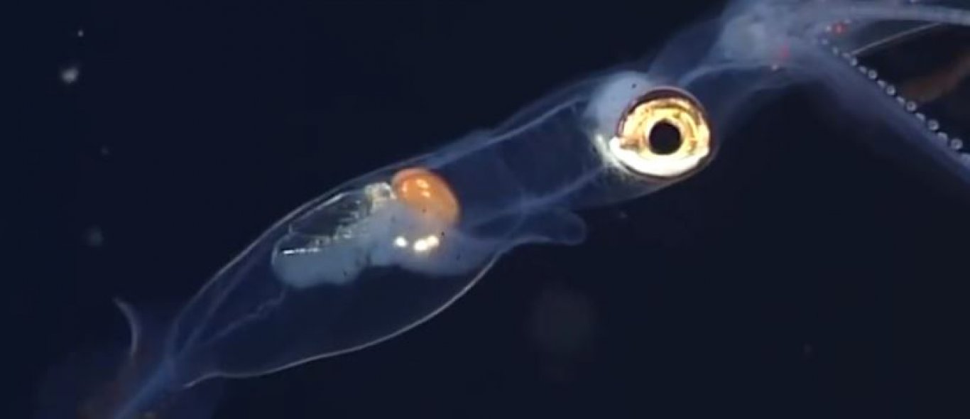 15x de freakachtigste onderwaterwezens óóit image