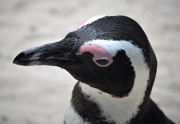 Leven als een pinguin op Boulders Beach