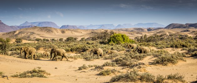 Desert adapted elephant