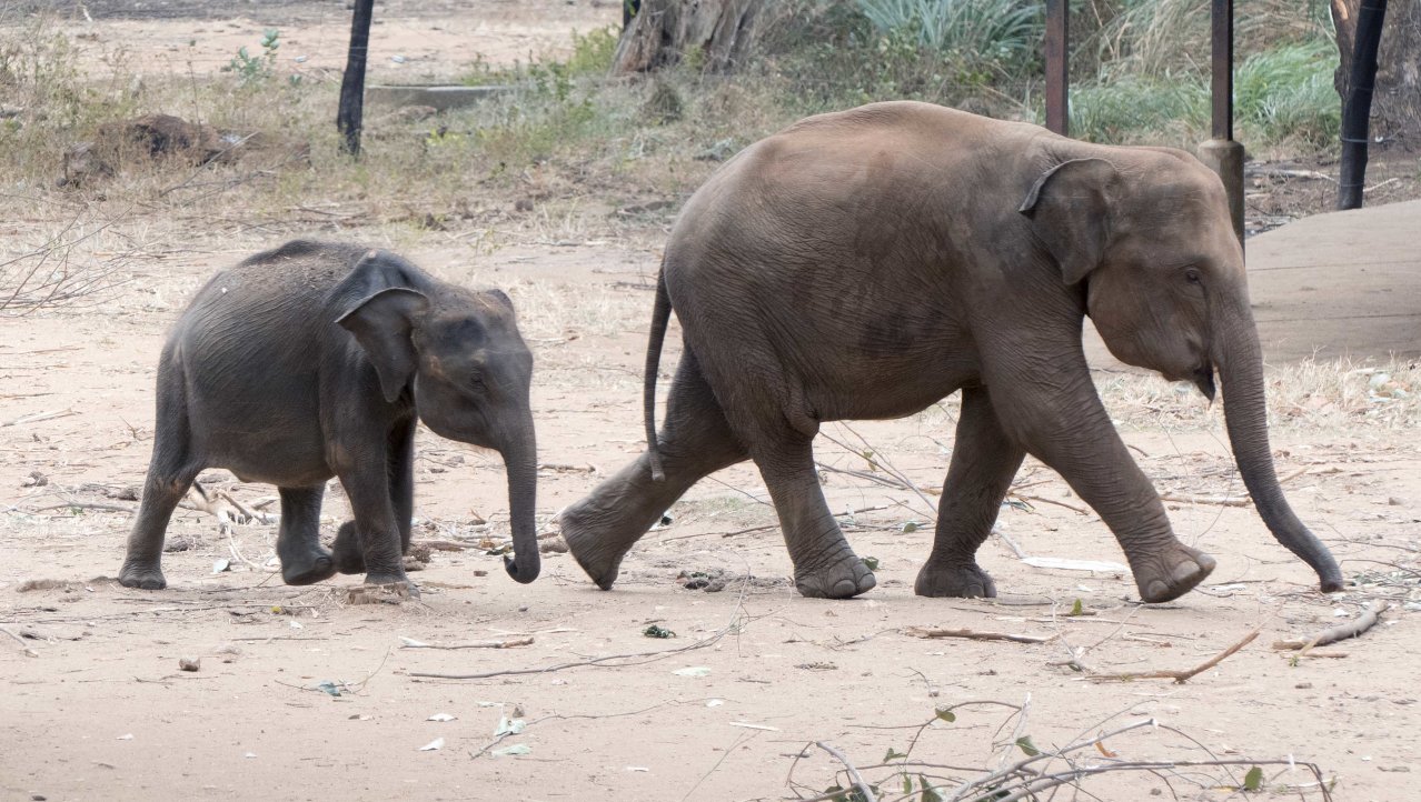 Twee olifantjes bij het Elephant Transit Home