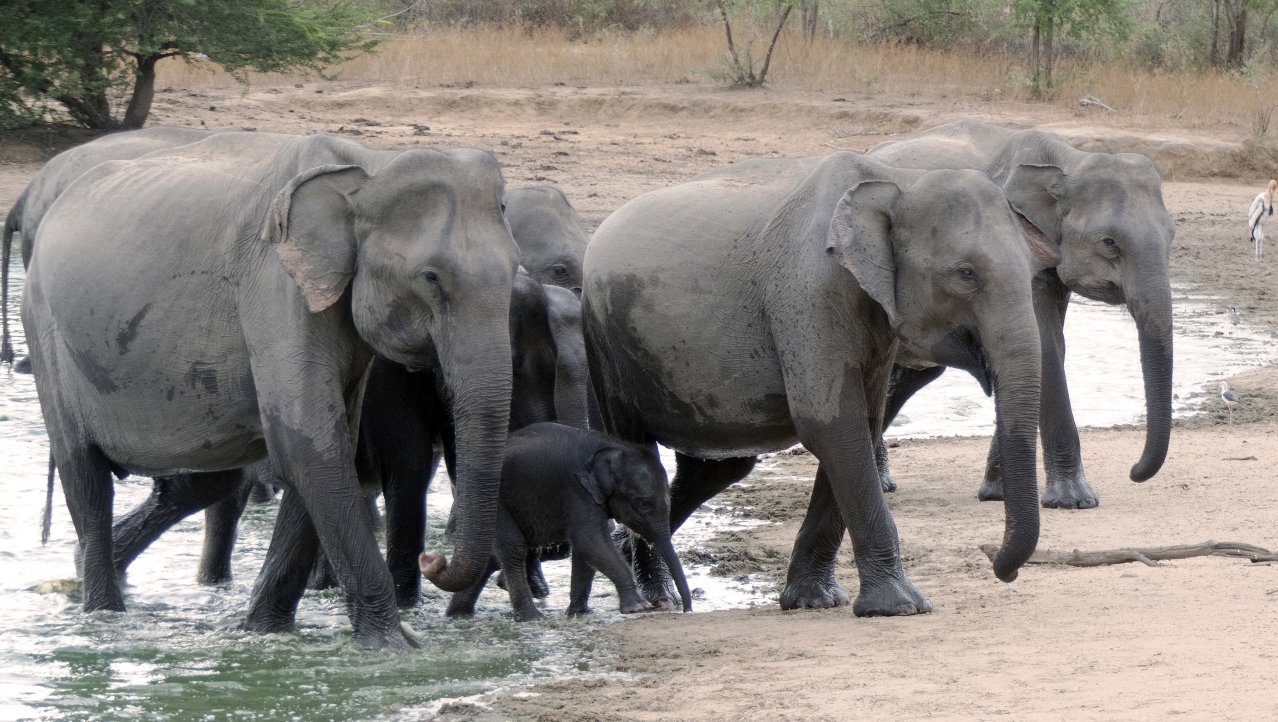 Kudde olifanten in Udawalawe