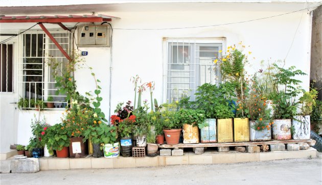 Vrolijke planten