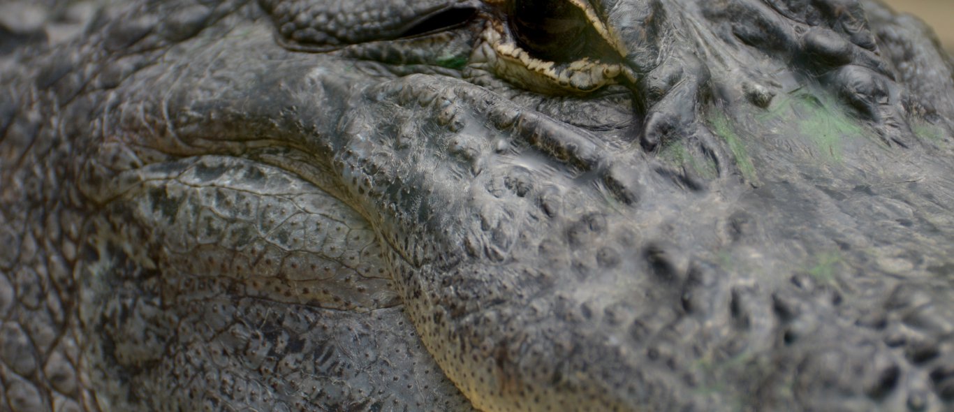 Bi-zar! Enorme alligator springt in toeristenboot image