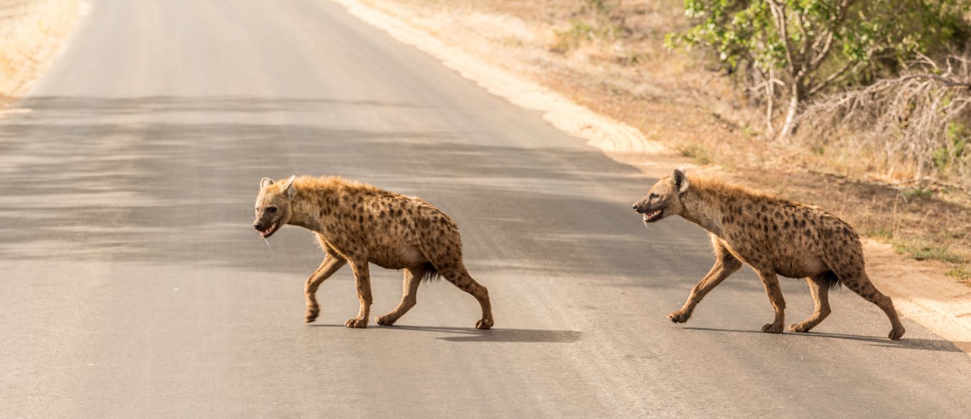 Hyena’s richten slachtpartij aan in een hotellobby image