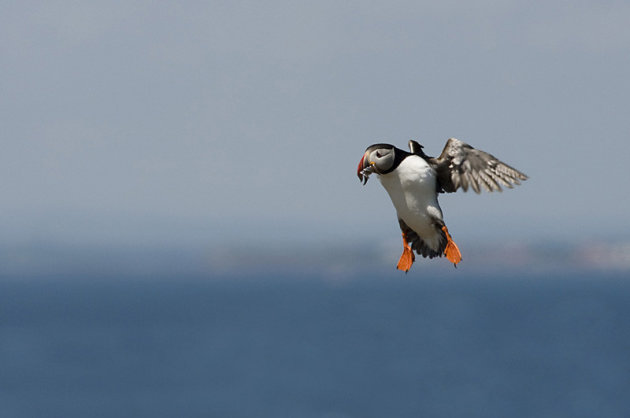 Papegaaiduiker / Puffin met vis