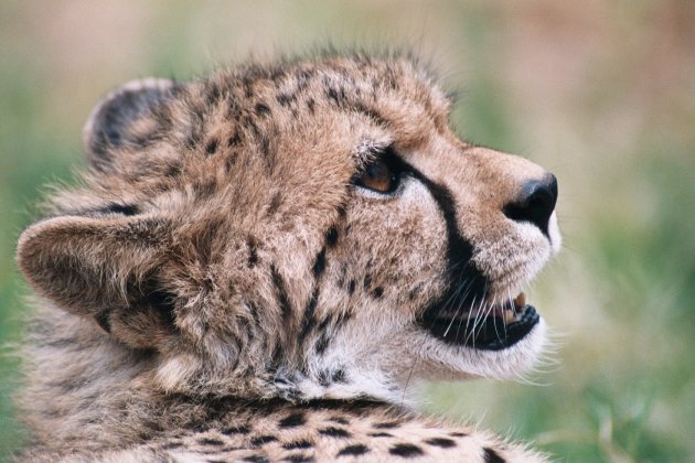 Cheeta