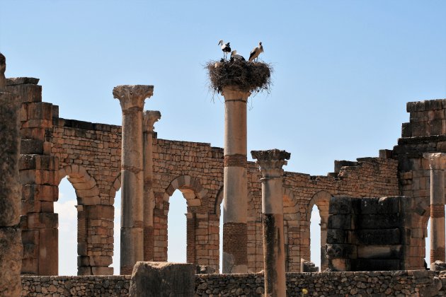 Volubilis geliefd bij ooievaars