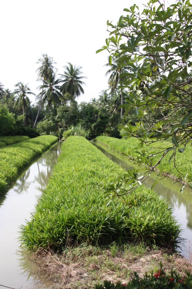 2008: Bangkok: rijstvelden