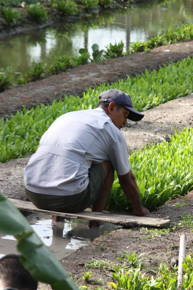 2008: Bangkok: rijst planten