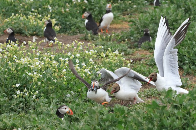 Puffin vlucht