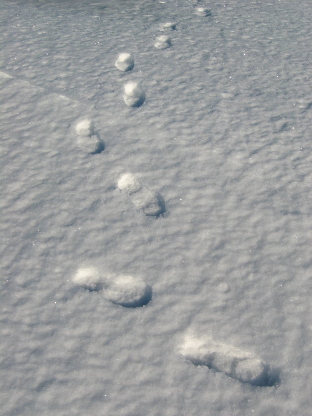 voetstappen in de sneeuw