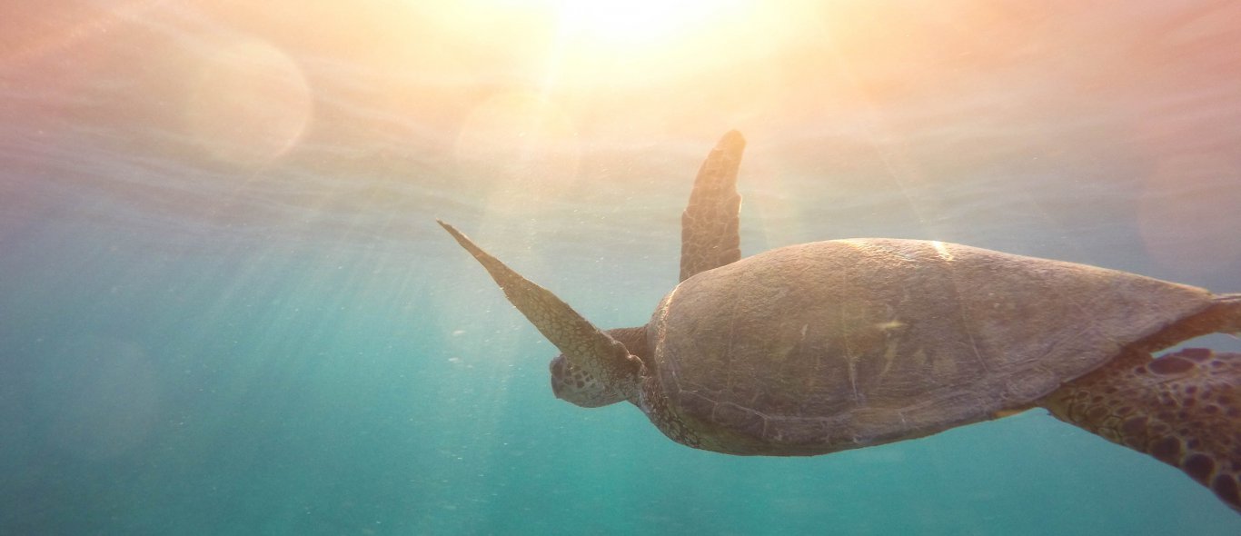 De 5 móóiste plekken om zeeschildpadden te zien image