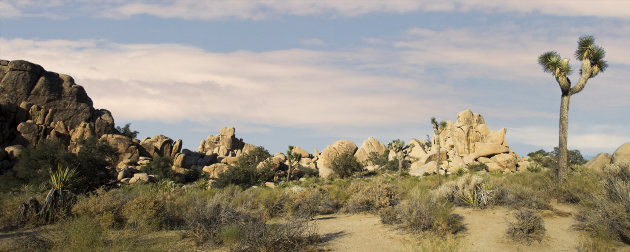 panorama Joshua Tree