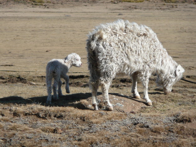 Geit of schaap?